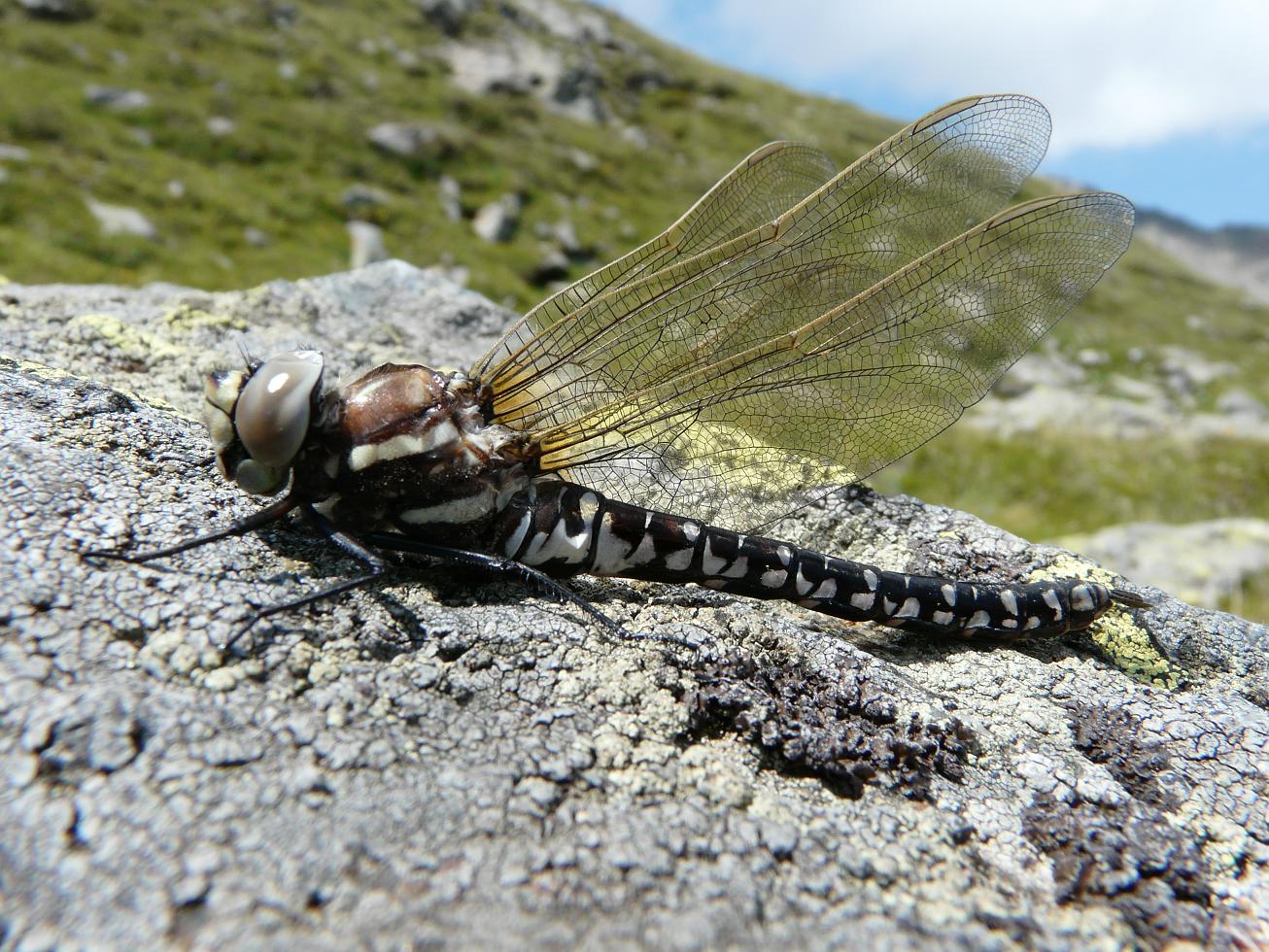 Libellule della Val Senales